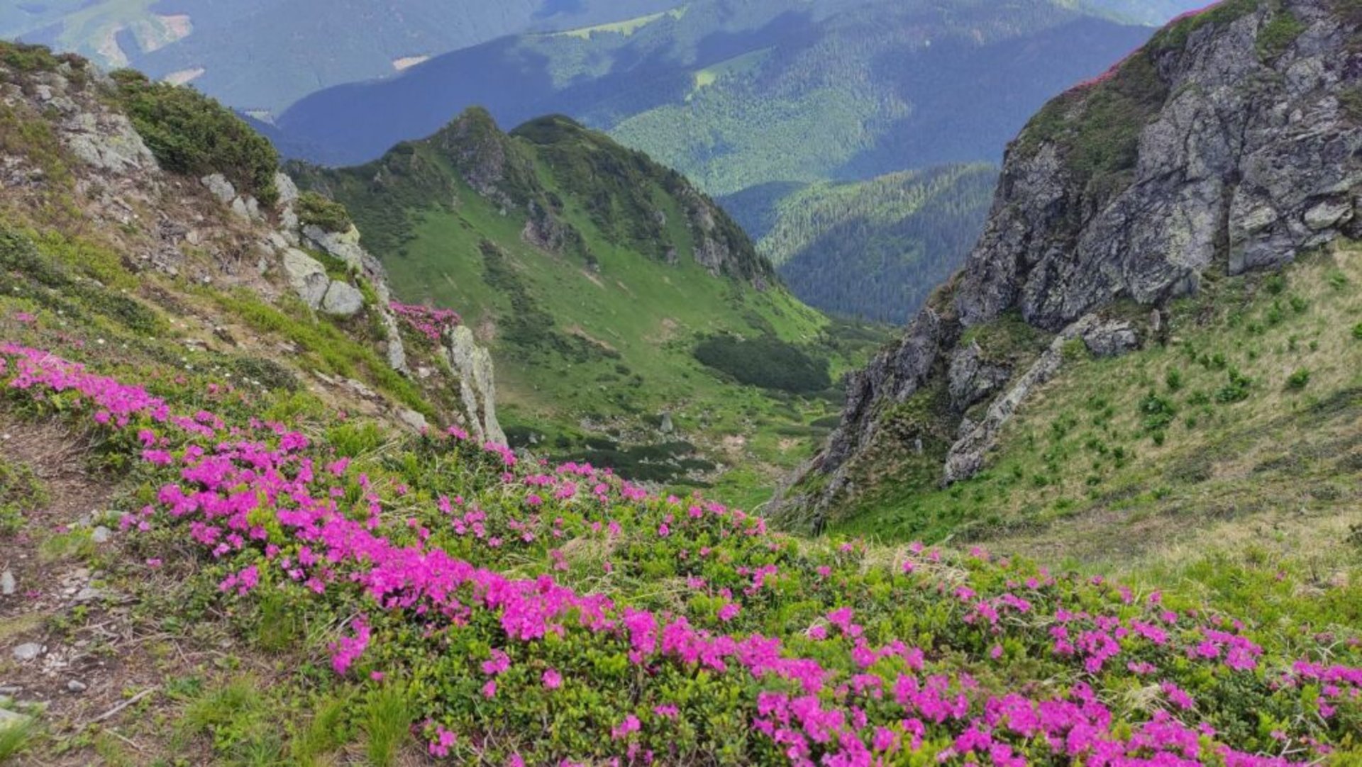 У Карпатах масово зацвіла червона рута. Фото: Ungvar.in.ua