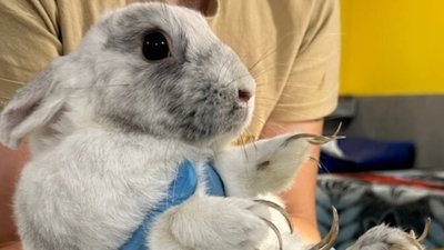 У центрі Львова врятували 40 кролів