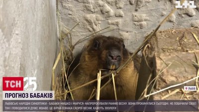 У Львові бабаки дали свої прогнози на прихід весни (ВІДЕО)
