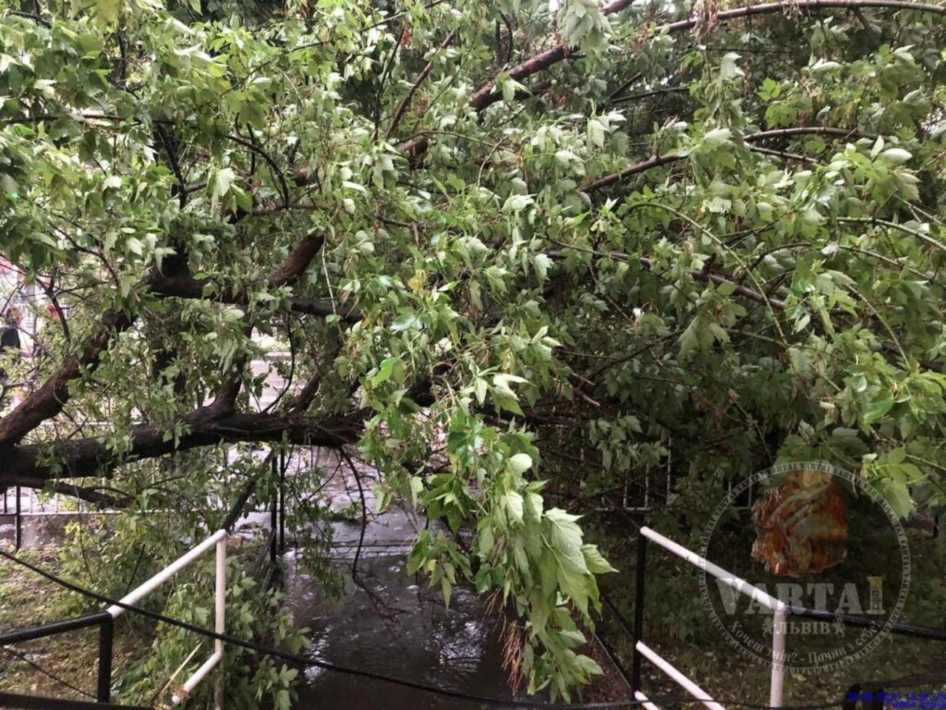 У Львові дерево перекрило вхід до аптеки