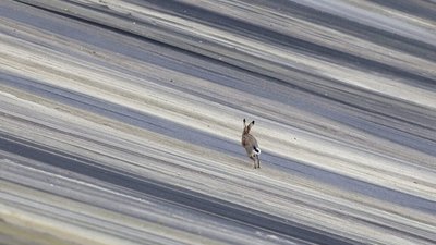 Садовий побачив зайця біля Львова