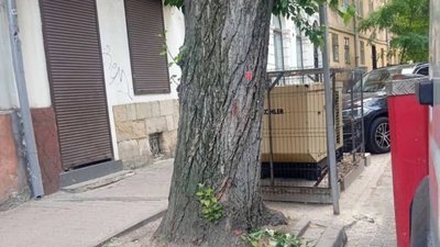 У Львові на Богдана Хмельницького зріжуть дерева