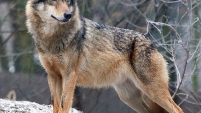 У Яворівському районі виявили сліди вовків
