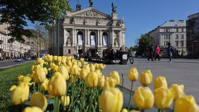 100 тисяч цибулин з Нідерландів: у Львові знову розквітнуть тюльпани