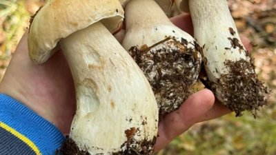 На Львівщині збирають білі гриби