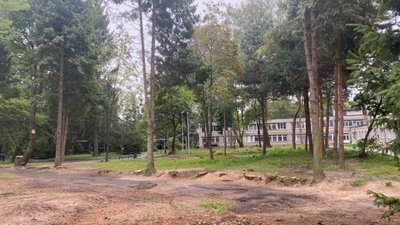 У центрі Львова обрізатимуть дерева