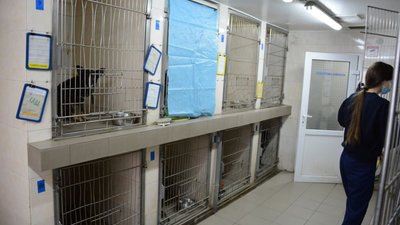 З 1 січня у ЛКП «Лев» стартує плановий щорічний карантин (ФОТО)