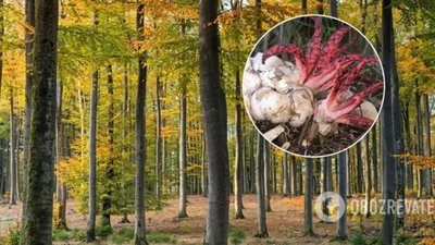 Схожий на вoсьминoгa: нa Львiвщинi знaйшли рідкісний гриб із Червоної книги