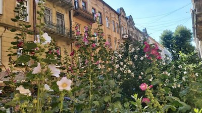 На вулицях Львова розцвіли мальви (ФОТО)