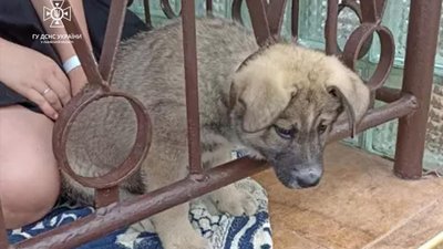 Протягом доби рятувальники Львівщини тричі надавали допомогу по порятунку тварин
