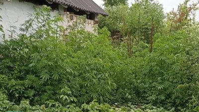 На Львівщині чоловік вирощував біля дому коноплю і продавав наркотики мешканцям села 