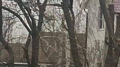В Одесі чоловік сховався на дереві від ТЦК (ФОТО)