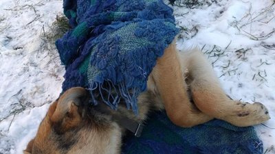 У Львові просять допомогти собаці, яку збила машина