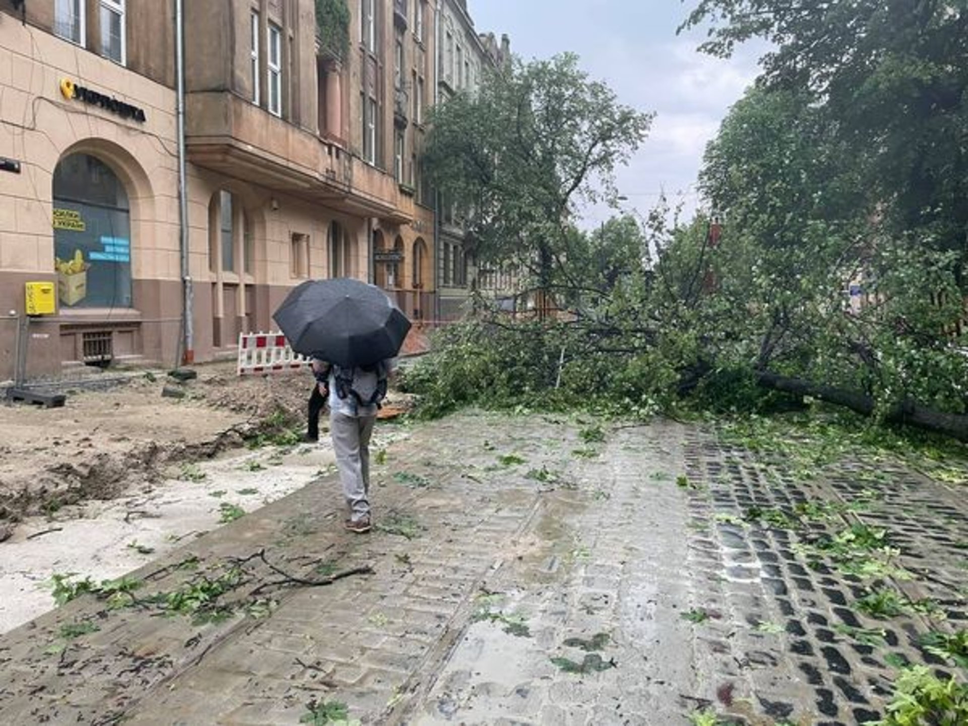 У Львові на вулиці Степана Бандери негода повалила дерева, фото Зручне місто