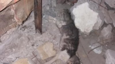 На Сихові живодери зв'язують котам лапи скотчем  і кидають у підвали помирати