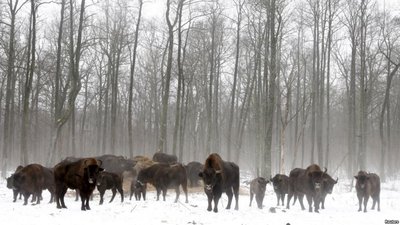 Мешканців Львівщини запрошують відвідати природний парк «Сколівські Бескиди»