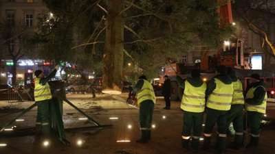 До Львова привезли головну ялинку міста (ФОТОРЕПОРТАЖ)