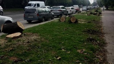 У Львові зрізали дерева (ФОТО)