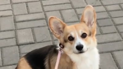 У Львові милий песик став улюбленцем мережі