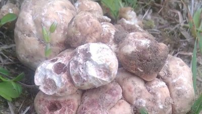 На Львівщині чоловік знайшов найдорожчі гриби (ФОТО)