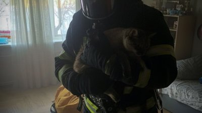 У Львові рятувальники врятували котика з задимленої квартири