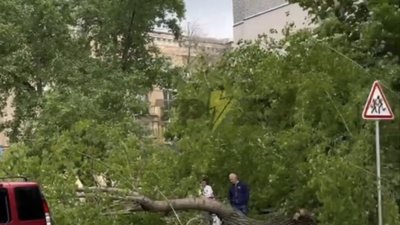 У Києві дерево впало на автомобіль