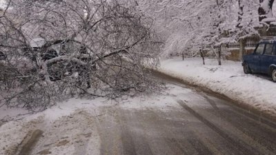 У Львові дерево впало на дорогу (ФОТО)