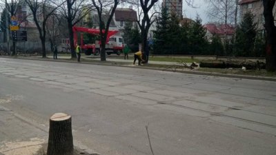 Як у Львові знищують дерева (ФОТО)