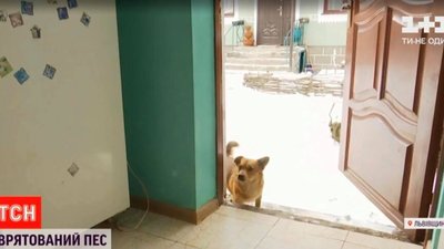 На Львівщині хлопець врятував собаку, якого у мішку кинули у річку (ВІДЕО)