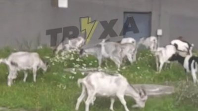 У Львові біля торгового центру гуляли кози