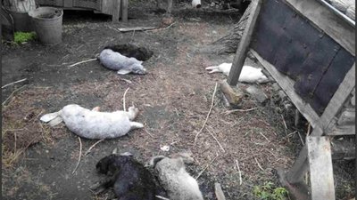 На Львівщині полюватимуть на чупакабру?