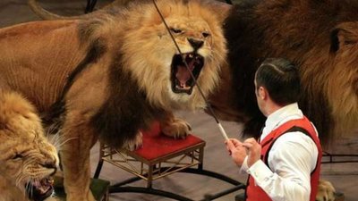 Львівська міськрада визнала неприпустимою експлуатацію тварин в цирках