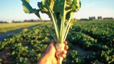 На Львівщині посіви цукрових буряків  страждають від шкідників