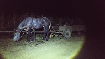 На Львівщині шукають притулок для коня, якого злодії залишили на місці злочину