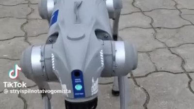 На Львівщині гуляє дивна собака