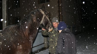 Львівські волонтери врятували від бойні 8-річного коня