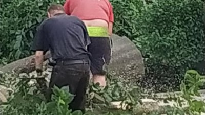 У Львові знищили 150-річне дерево (ФОТО)