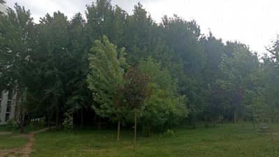 У Львові висадили понад 200 нових рослин (ФОТО)