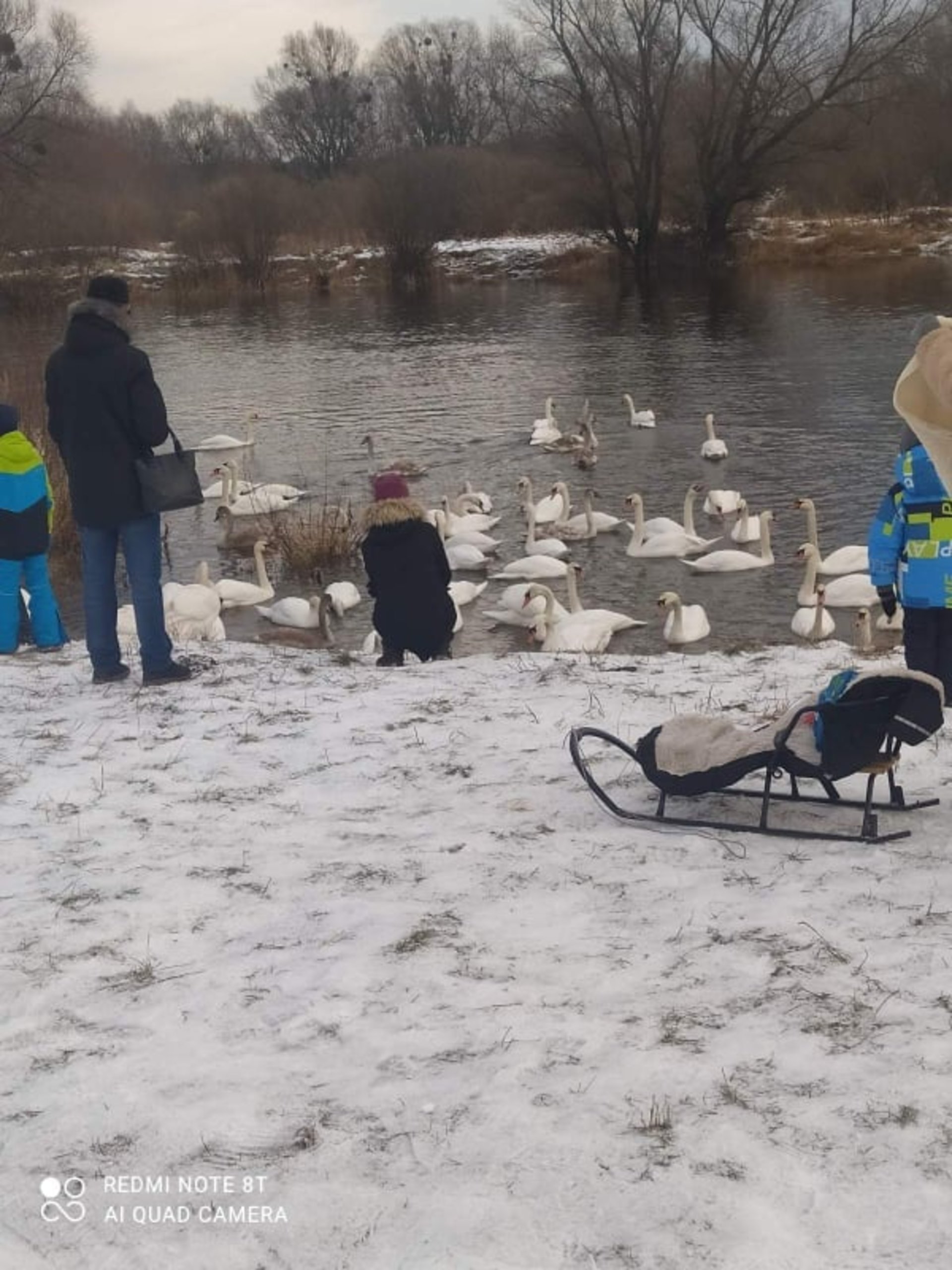 На Львівщині через місцевих жителів гинуть лебеді, які прилітають на зимівлю, фото НеоРадіо
