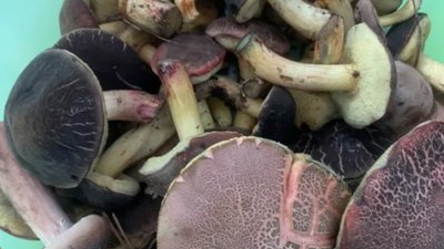 В елітному селищі біля Львова знайшли красенів