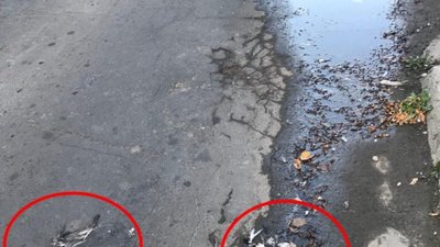 У Садового просять прибрати мертвих голубів (ФОТО)