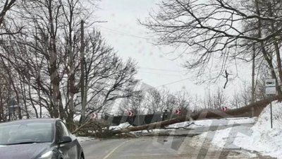 У Львові дерево впало на дорогу і перекрило рух (ФОТО)