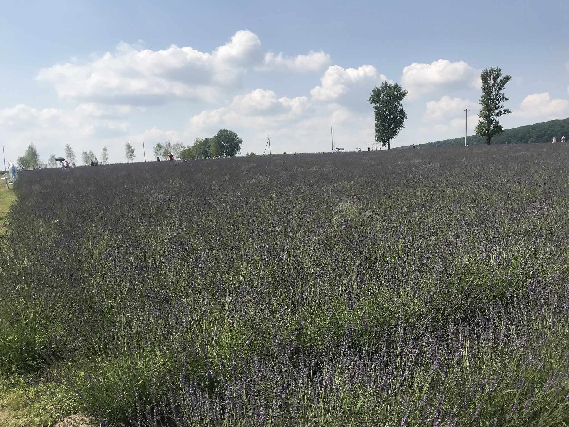На Львівщині висадили плантацію лаванди, фото Четверта студія