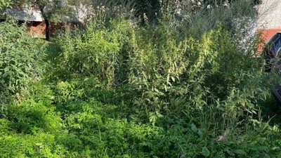 Львів заростає бурʼянами