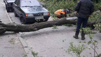 У центрі Львова буревій повалив дерева (ФОТО)