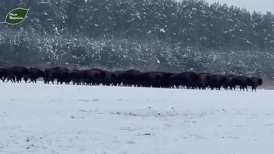 На Львівщині зафіксували найбільшу в Україні популяцію бізонів (ВІДЕО)