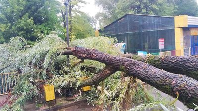 У Львові у парку культури впали дерева (ФОТО)