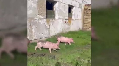 Путінські вояки на Херсонщині жили в свинарнику (ВІДЕО)