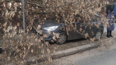 У Львові на автівку впало дерево
