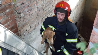 Вранці у Львові рятувальники врятували рудого хвостика